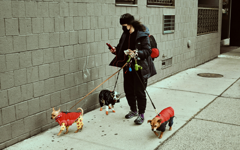 hiring the best dog walker